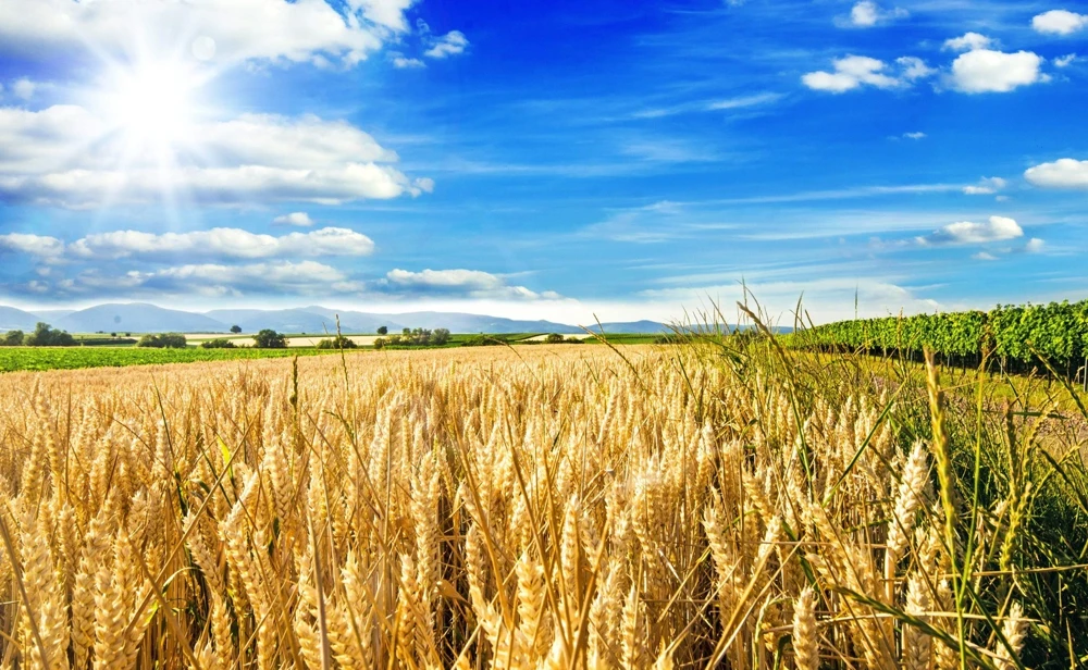 100 Barley Hordeum Vulgare Grain Grass Cover Crop Seeds - Image 1