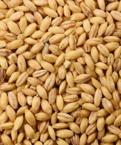 100 Barley Hordeum Vulgare Grain Grass Cover Crop Seeds - Image 6