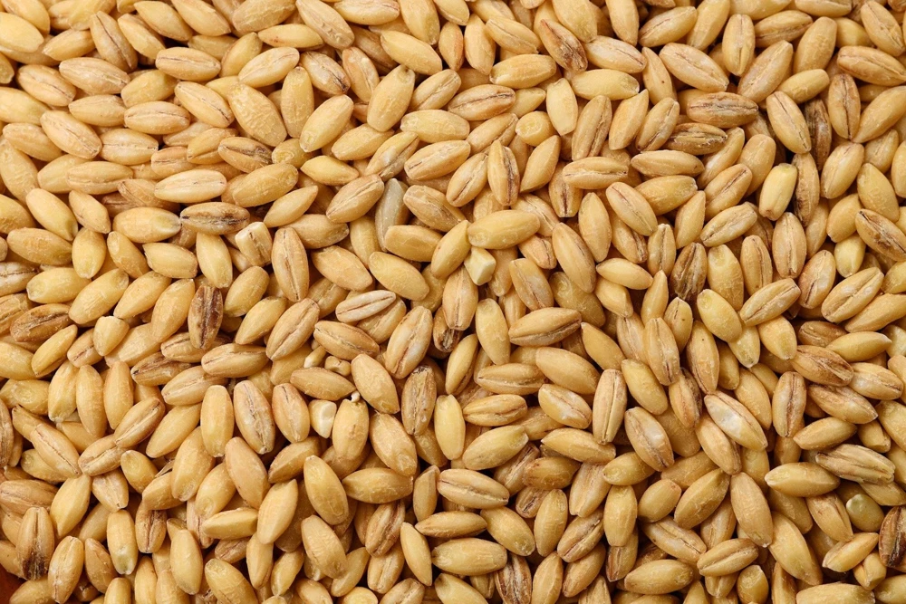 100 Barley Hordeum Vulgare Grain Grass Cover Crop Seeds - Image 6