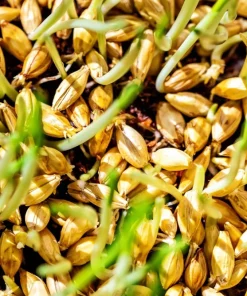 100 Barley Hordeum Vulgare Grain Grass Cover Crop Seeds - Image 7