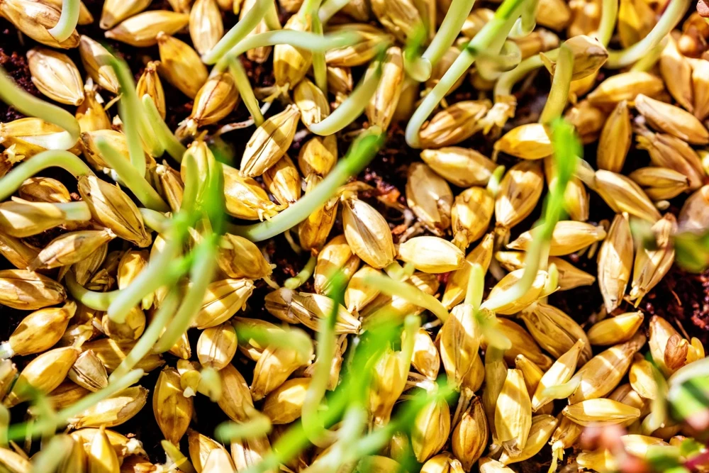 100 Barley Hordeum Vulgare Grain Grass Cover Crop Seeds - Image 7