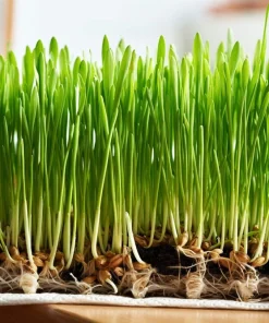 100 Barley Hordeum Vulgare Grain Grass Cover Crop Seeds - Image 8