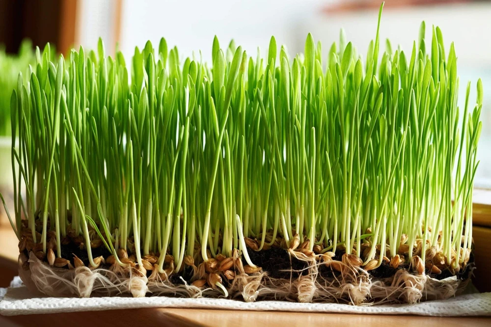 100 Barley Hordeum Vulgare Grain Grass Cover Crop Seeds - Image 8