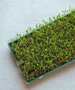 100 Black Lentil Bush Seeds - Lens Culinaris Vegetable Legume Sprouts - Image 10