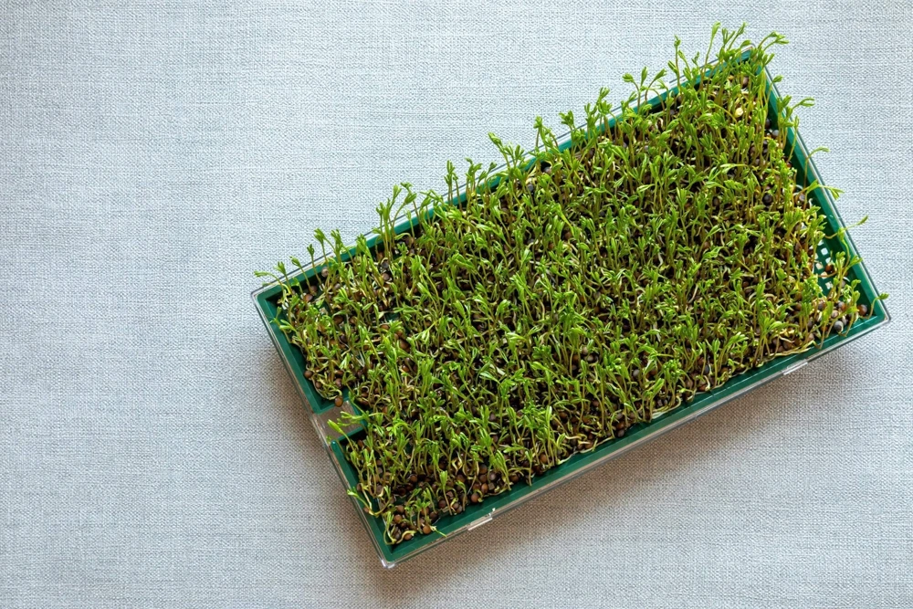 100 Black Lentil Bush Seeds - Lens Culinaris Vegetable Legume Sprouts - Image 10