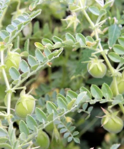 100 Black Lentil Bush Seeds - Lens Culinaris Vegetable Legume Sprouts - Image 2
