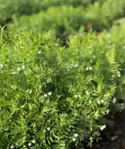 100 Black Lentil Bush Seeds - Lens Culinaris Vegetable Legume Sprouts - Image 5