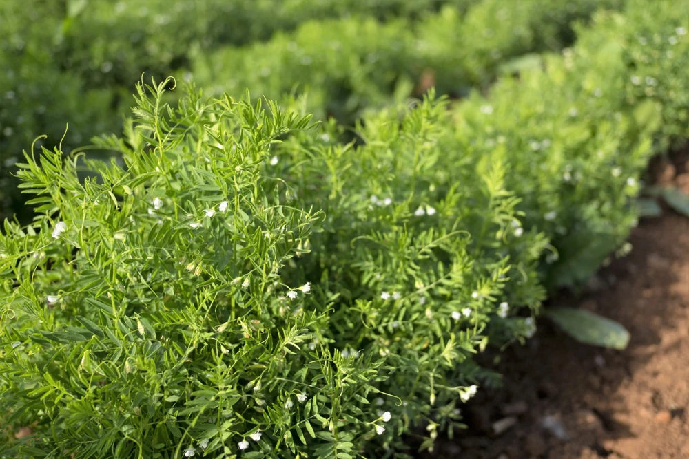 100 Black Lentil Bush Seeds - Lens Culinaris Vegetable Legume Sprouts - Image 5