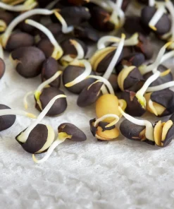 100 Black Lentil Bush Seeds - Lens Culinaris Vegetable Legume Sprouts - Image 7