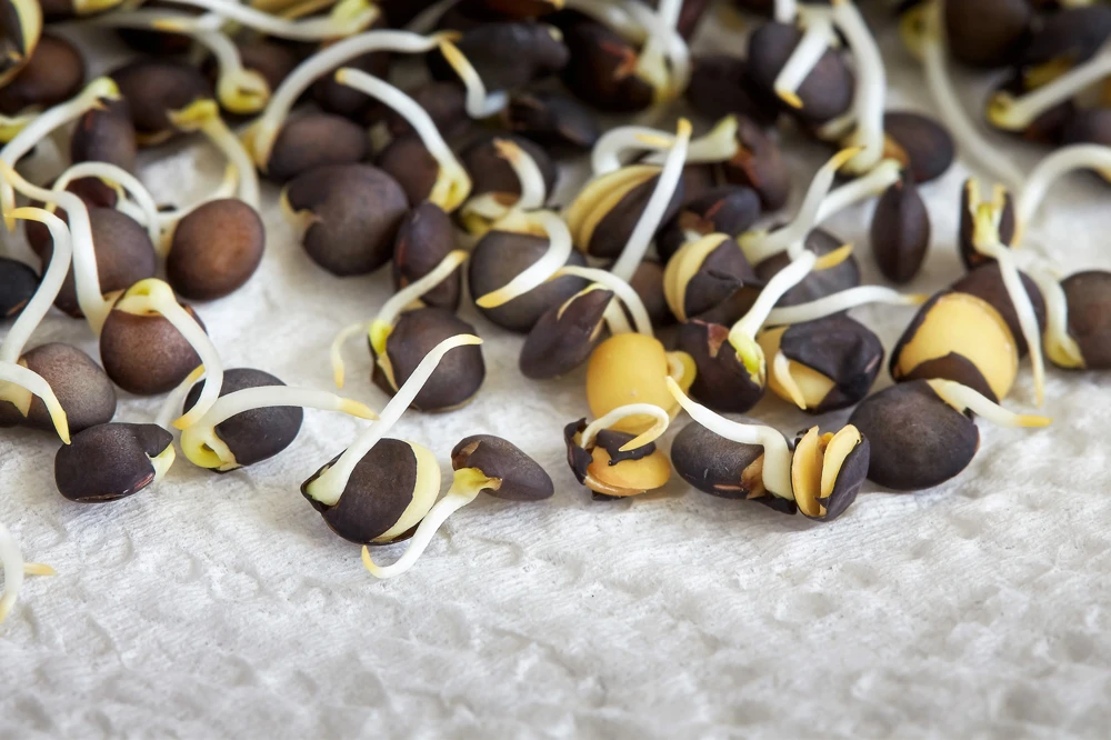 100 Black Lentil Bush Seeds - Lens Culinaris Vegetable Legume Sprouts - Image 7