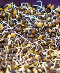 100 Black Lentil Bush Seeds - Lens Culinaris Vegetable Legume Sprouts - Image 8