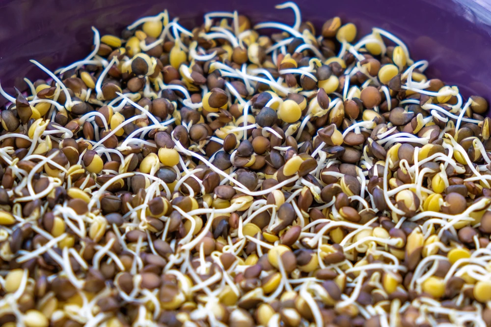 100 Black Lentil Bush Seeds - Lens Culinaris Vegetable Legume Sprouts - Image 8