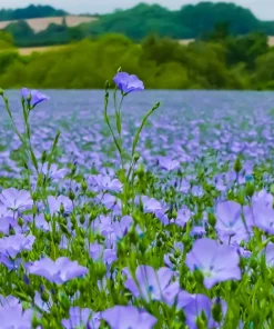 100 Blue Flax Seeds (Linum Perenne Lewisii) - Prairie Lewis Blue Flax Flower Seeds - Image 10