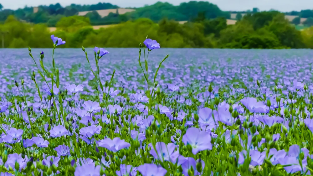 100 Blue Flax Seeds (Linum Perenne Lewisii) - Prairie Lewis Blue Flax Flower Seeds - Image 10