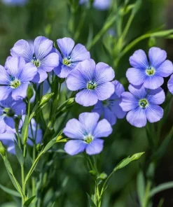 100 Blue Flax Seeds (Linum Perenne Lewisii) - Prairie Lewis Blue Flax Flower Seeds - Image 11