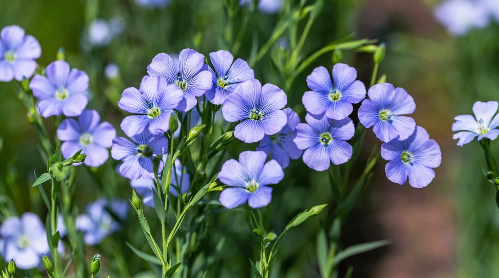 100 Blue Flax Seeds (Linum Perenne Lewisii) - Prairie Lewis Blue Flax Flower Seeds - Image 11