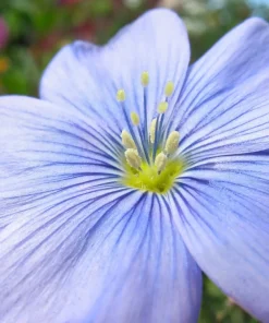 100 Blue Flax Seeds (Linum Perenne Lewisii) - Prairie Lewis Blue Flax Flower Seeds - Image 12