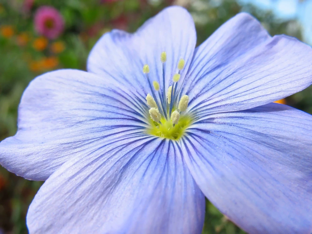 100 Blue Flax Seeds (Linum Perenne Lewisii) - Prairie Lewis Blue Flax Flower Seeds - Image 12
