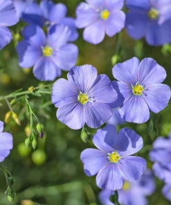 100 Blue Flax Seeds (Linum Perenne Lewisii) - Prairie Lewis Blue Flax Flower Seeds - Image 2