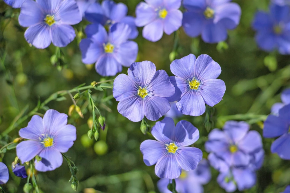 100 Blue Flax Seeds (Linum Perenne Lewisii) - Prairie Lewis Blue Flax Flower Seeds - Image 2