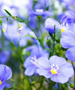 100 Blue Flax Seeds (Linum Perenne Lewisii) - Prairie Lewis Blue Flax Flower Seeds - Image 3