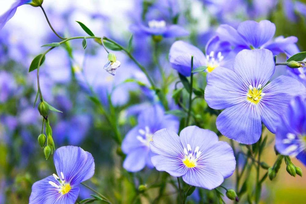 100 Blue Flax Seeds (Linum Perenne Lewisii) - Prairie Lewis Blue Flax Flower Seeds - Image 3