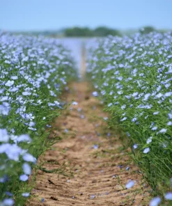 100 Blue Flax Seeds (Linum Perenne Lewisii) - Prairie Lewis Blue Flax Flower Seeds - Image 4