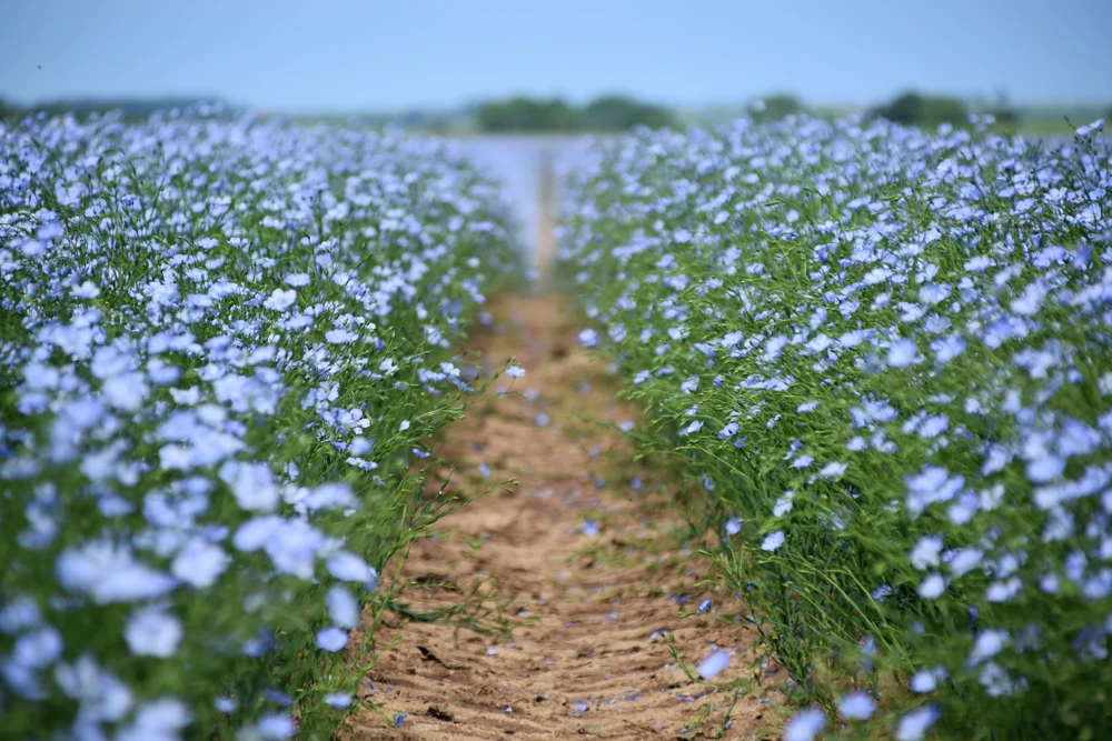 100 Blue Flax Seeds (Linum Perenne Lewisii) - Prairie Lewis Blue Flax Flower Seeds - Image 4