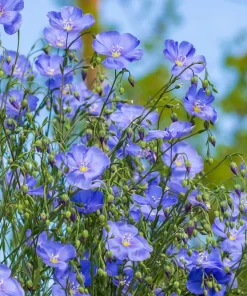 100 Blue Flax Seeds (Linum Perenne Lewisii) - Prairie Lewis Blue Flax Flower Seeds - Image 5
