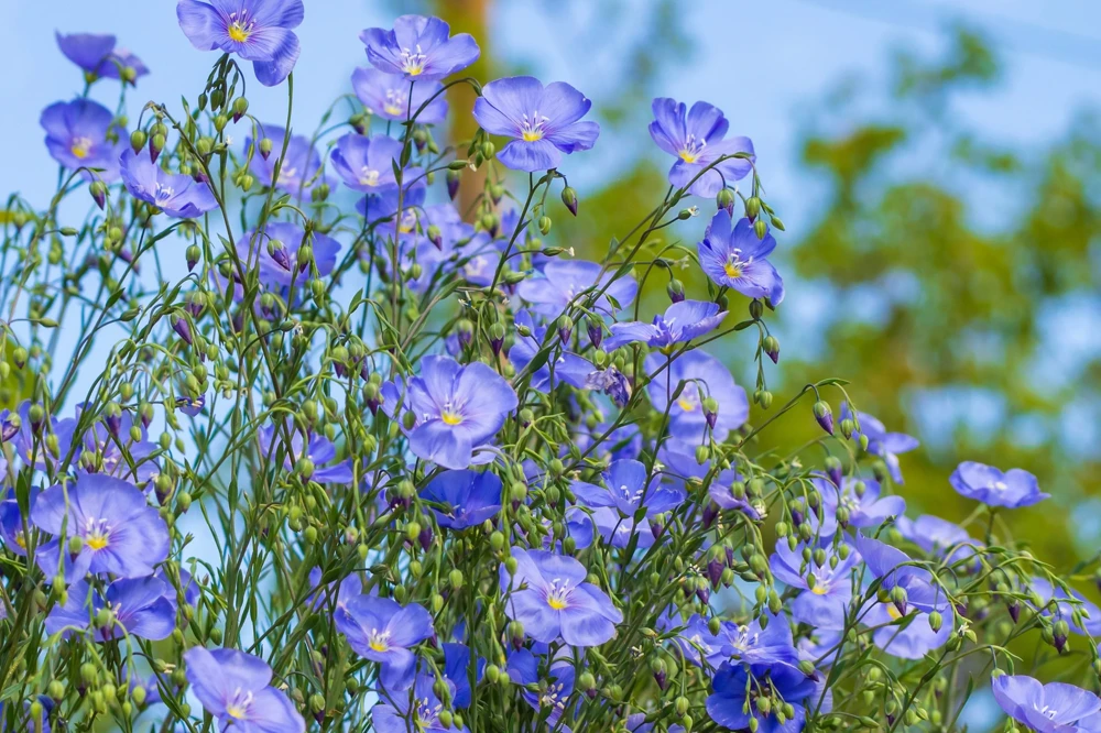 100 Blue Flax Seeds (Linum Perenne Lewisii) - Prairie Lewis Blue Flax Flower Seeds - Image 5