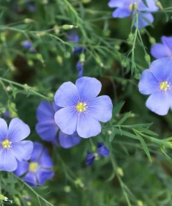 100 Blue Flax Seeds (Linum Perenne Lewisii) - Prairie Lewis Blue Flax Flower Seeds - Image 6
