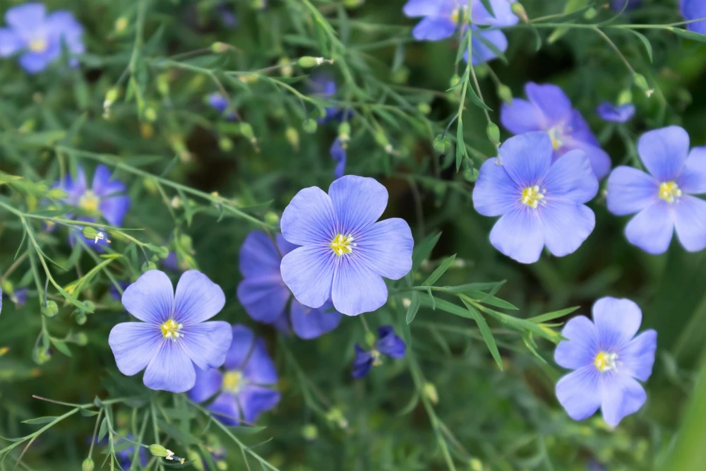 100 Blue Flax Seeds (Linum Perenne Lewisii) - Prairie Lewis Blue Flax Flower Seeds - Image 6