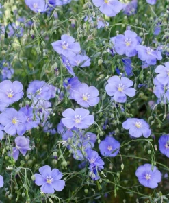 100 Blue Flax Seeds (Linum Perenne Lewisii) - Prairie Lewis Blue Flax Flower Seeds - Image 7