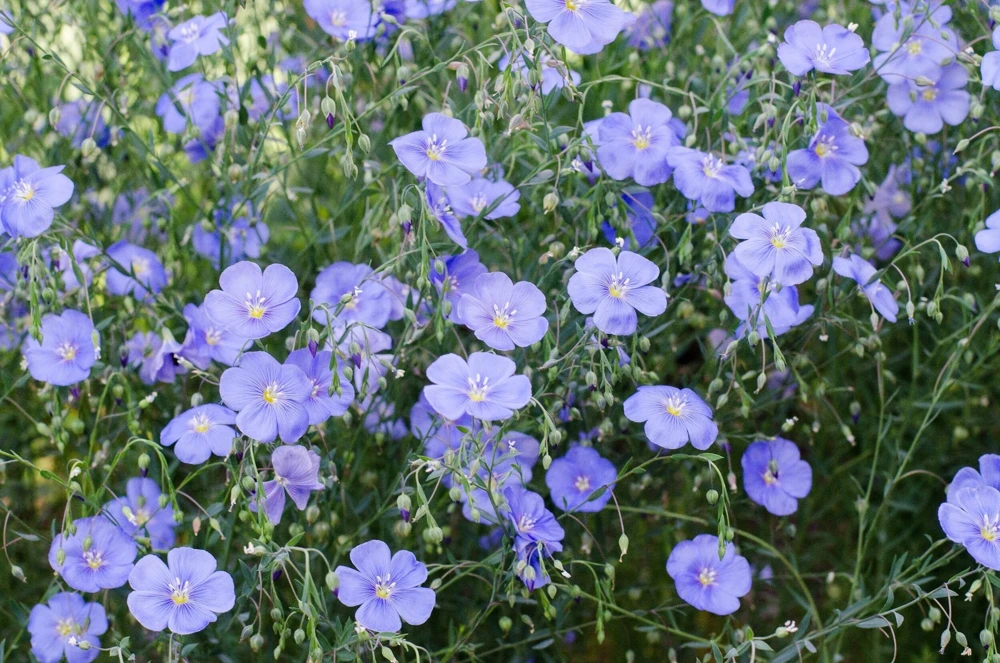 100 Blue Flax Seeds (Linum Perenne Lewisii) - Prairie Lewis Blue Flax Flower Seeds - Image 7