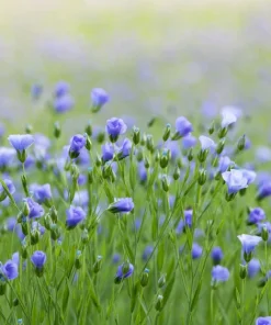 100 Blue Flax Seeds (Linum Perenne Lewisii) - Prairie Lewis Blue Flax Flower Seeds - Image 8
