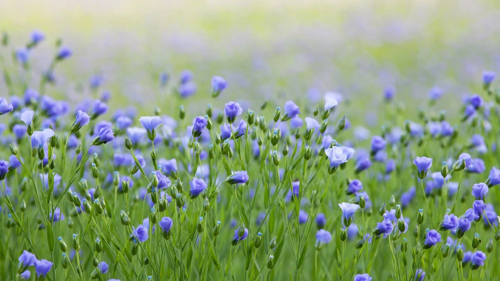 100 Blue Flax Seeds (Linum Perenne Lewisii) - Prairie Lewis Blue Flax Flower Seeds - Image 8