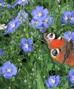 100 Blue Flax Seeds (Linum Perenne Lewisii) - Prairie Lewis Blue Flax Flower Seeds - Image 9