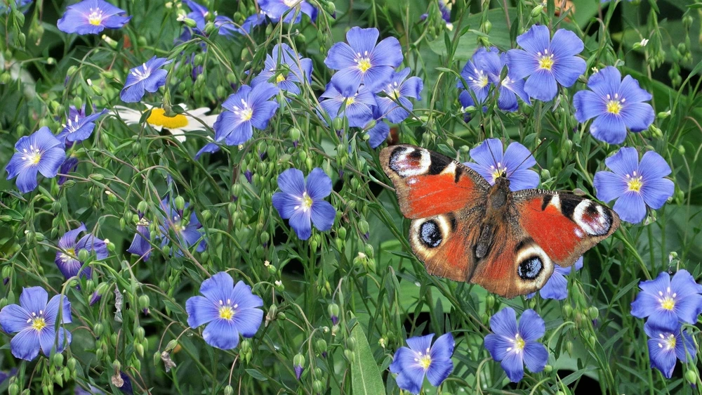 100 Blue Flax Seeds (Linum Perenne Lewisii) - Prairie Lewis Blue Flax Flower Seeds - Image 9