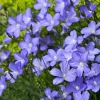 100 Blue Flax Seeds (Linum Perenne Lewisii) - Prairie Lewis Blue Flax Flower Seeds - Image 1