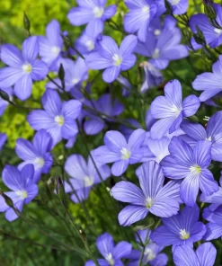 100 Blue Flax Seeds (Linum Perenne Lewisii) - Prairie Lewis Blue Flax Flower Seeds - Image 1