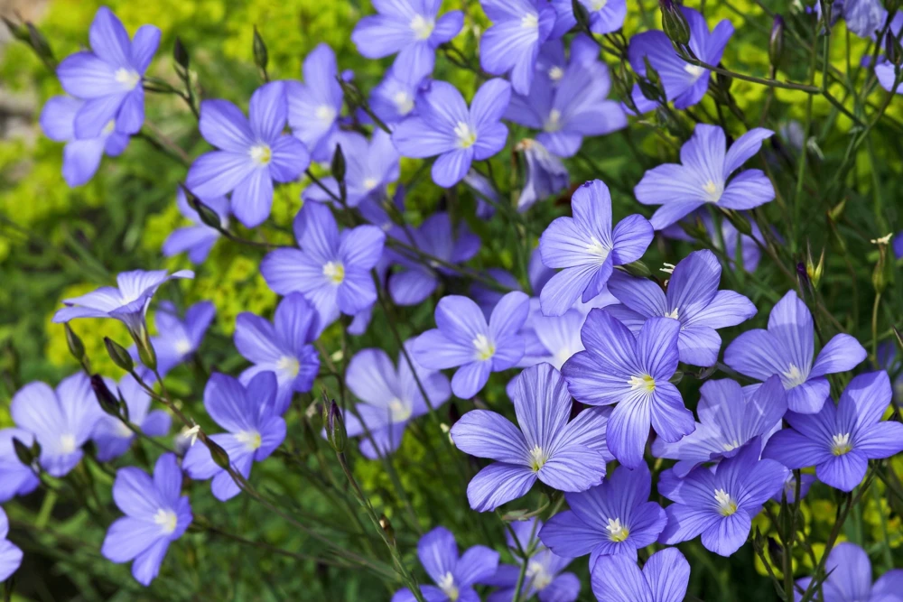 100 Blue Flax Seeds (Linum Perenne Lewisii) - Prairie Lewis Blue Flax Flower Seeds - Image 1