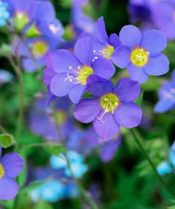 100 Blue Pearl Polemonium Caeruleum Flower Seeds - Jacob's Ladder - Image 2