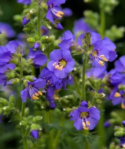 100 Blue Pearl Polemonium Caeruleum Flower Seeds - Jacob's Ladder - Image 3