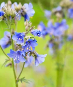 100 Blue Pearl Polemonium Caeruleum Flower Seeds - Jacob's Ladder - Image 4