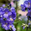 100 Blue Pearl Polemonium Caeruleum Flower Seeds - Jacob's Ladder - Image 1