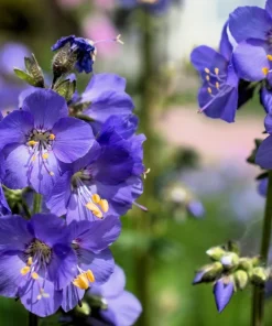 100 Blue Pearl Polemonium Caeruleum Flower Seeds - Jacob's Ladder - Image 1