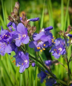 100 Blue Pearl Polemonium Caeruleum Flower Seeds - Jacob's Ladder - Image 5