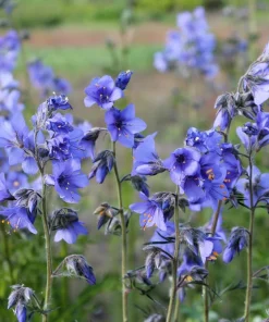 100 Blue Pearl Polemonium Caeruleum Flower Seeds - Jacob's Ladder - Image 6