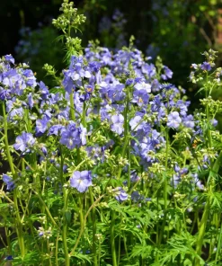 100 Blue Pearl Polemonium Caeruleum Flower Seeds - Jacob's Ladder - Image 7