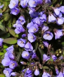100 Blue Pearl Polemonium Caeruleum Flower Seeds - Jacob's Ladder - Image 8